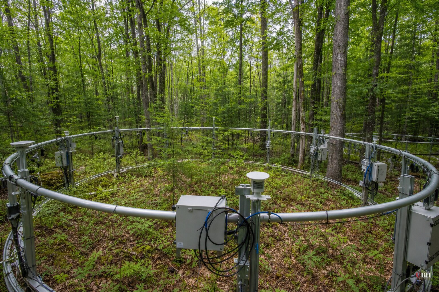11-Year Wisconsin Forest Experiment: Extra CO2 Grew Trees 39% Faster, Ozone Pollution Erased Part of the Gain