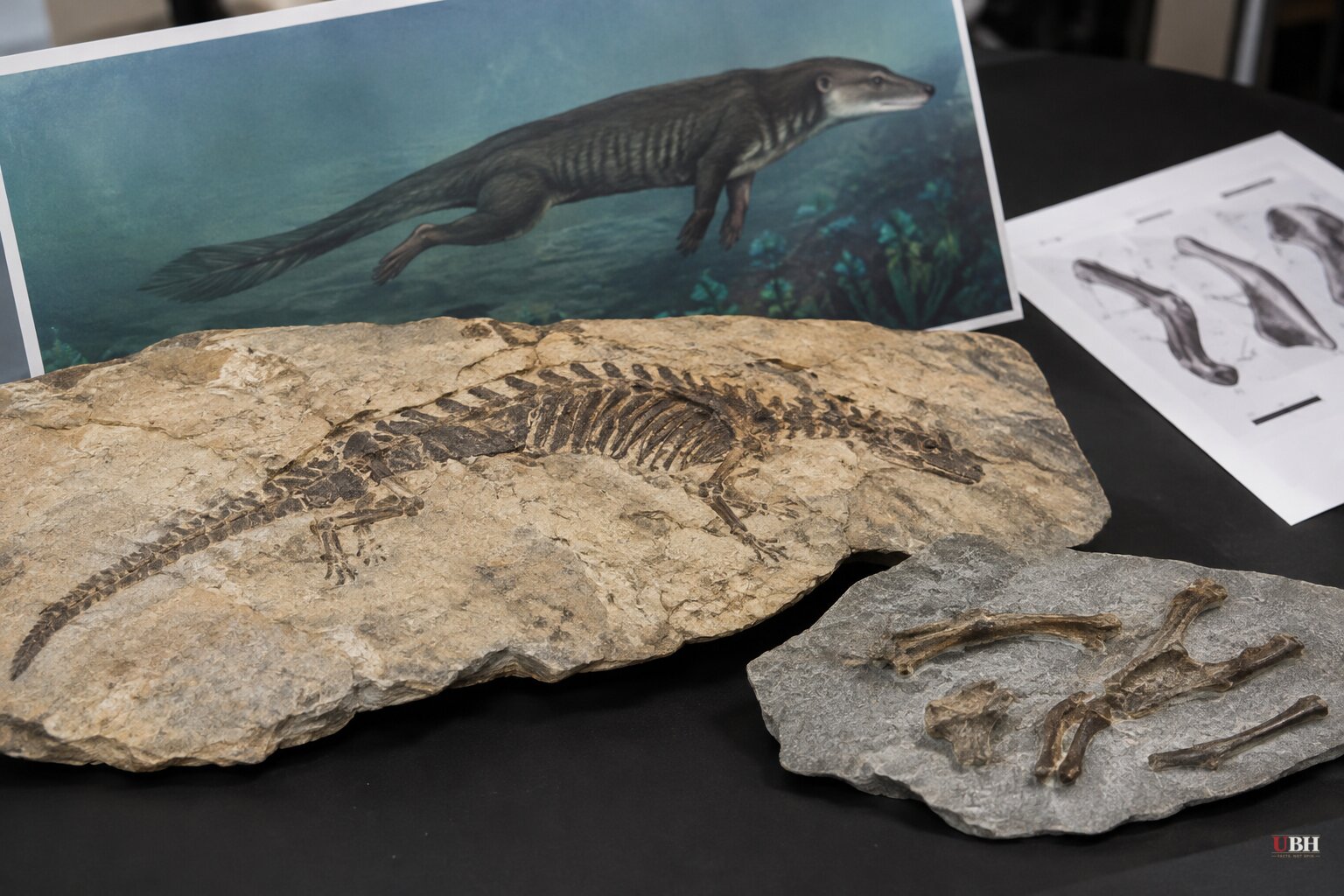 165-Million-Year-Old Fossil From China Shows Mammal Relative Had Throat Bones for Chewing, Swallowing and Suckling