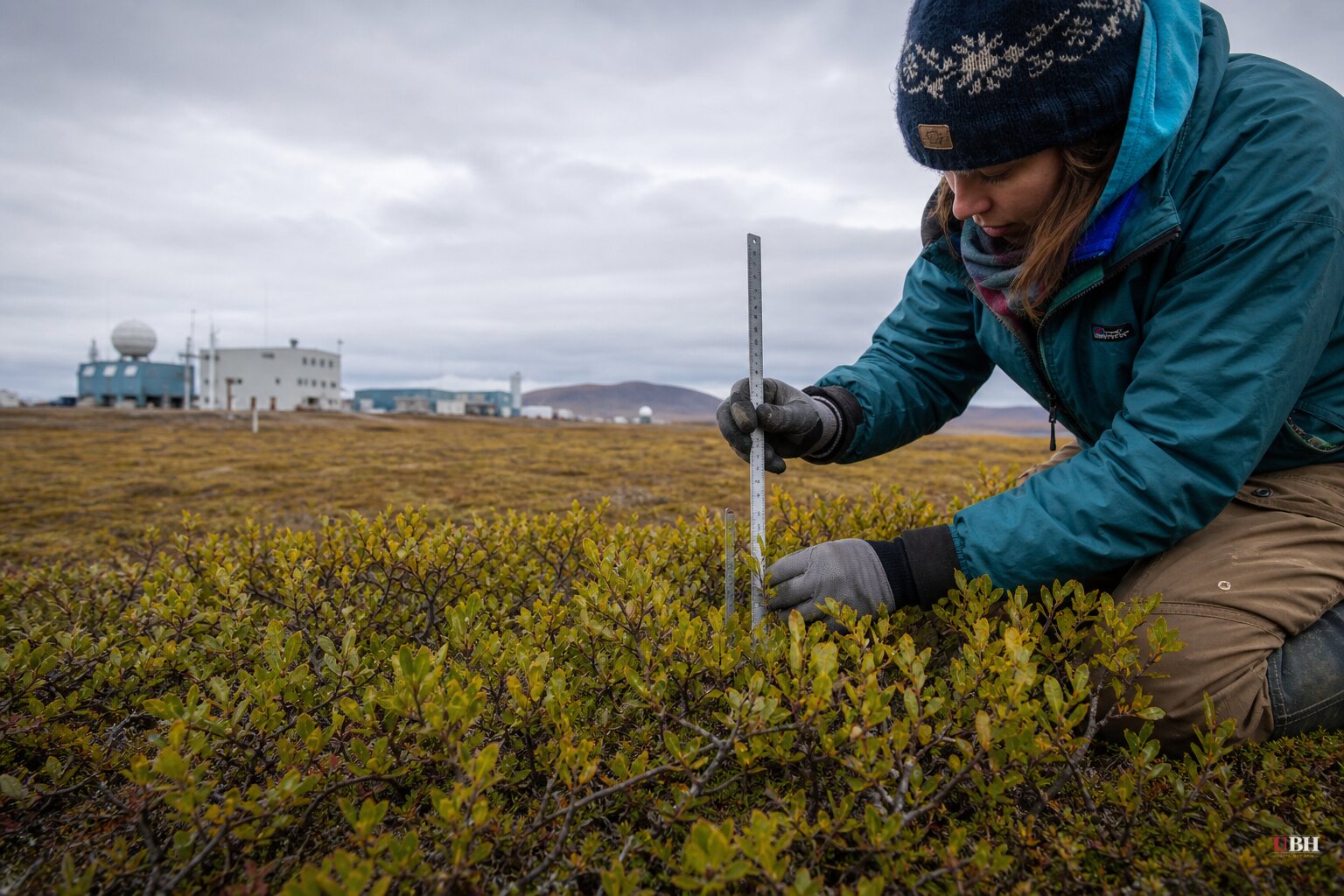 Alaska's Tundra Is Growing Taller Shrubs. NOAA's Arctic Report Card Is Growing Nothing.