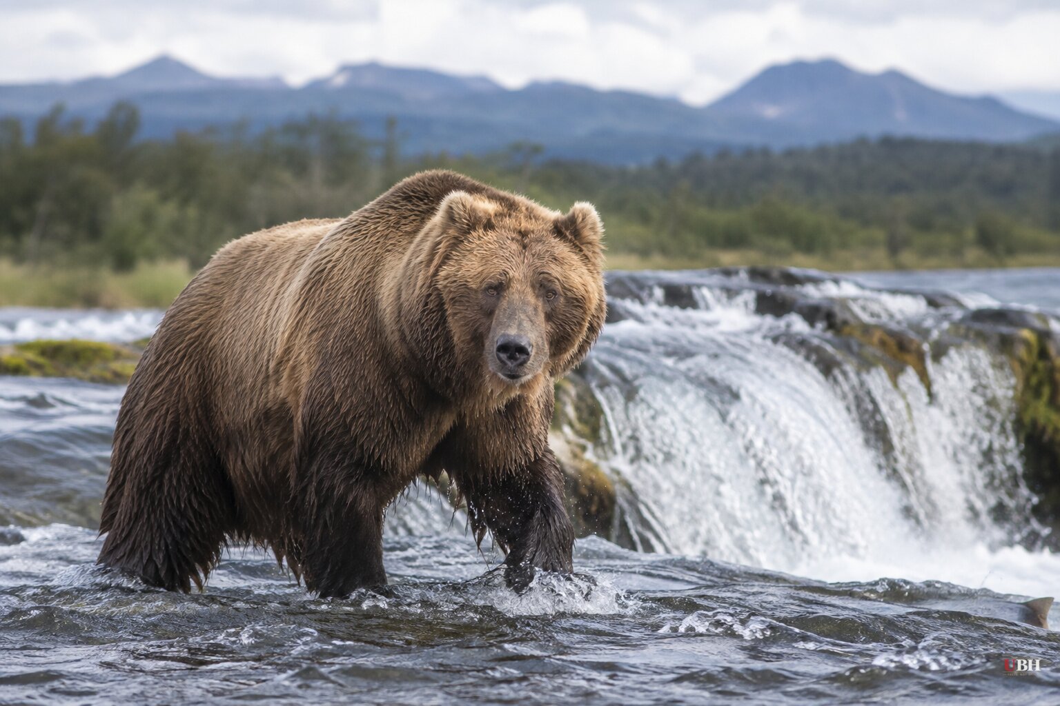 Bear 89 'Backpack' Wins Fat Bear Week 2026, Beats Bear 910 by 5,081 Votes