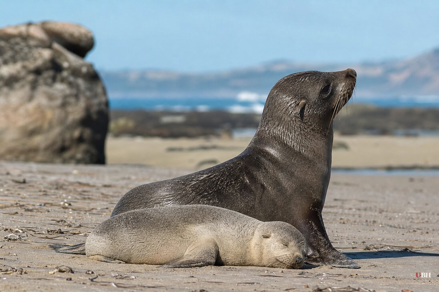 Bird Flu Hits Australian Mainland Mammals: Fur Seal Dead in South Australia, Seal Pup Dies in Victoria