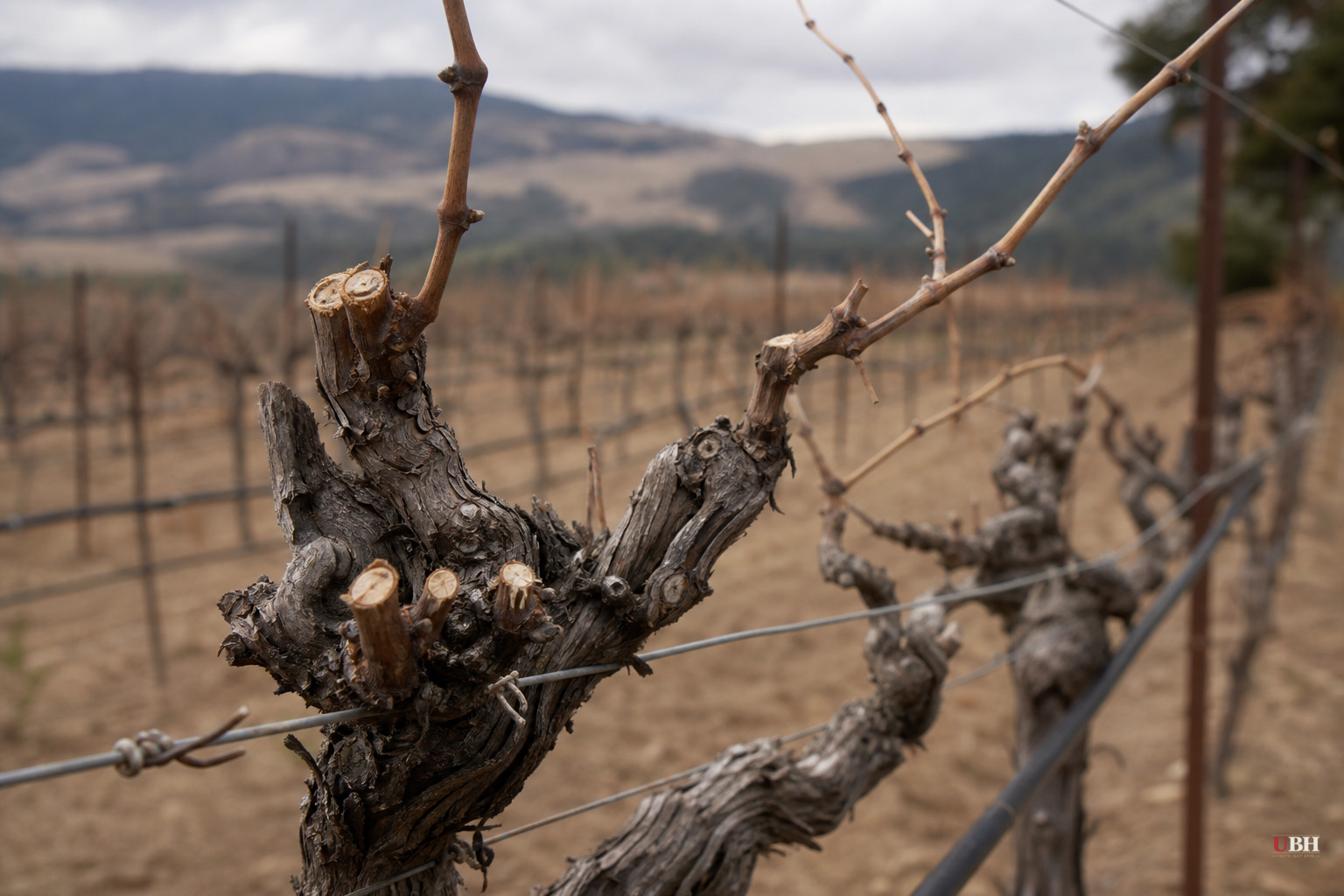 California Vineyard Owner Burns His Own Vines as Wine Sales Hit 20-Year Lows