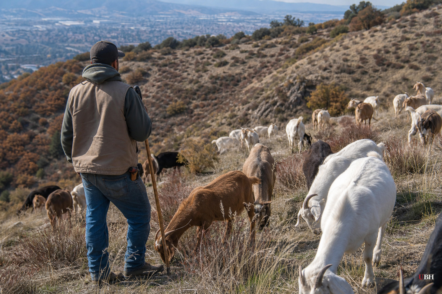California Wage Rule Change Triples Goat Herders' Pay to $240,000 a Year, Threatens Wildfire Grazing Firms