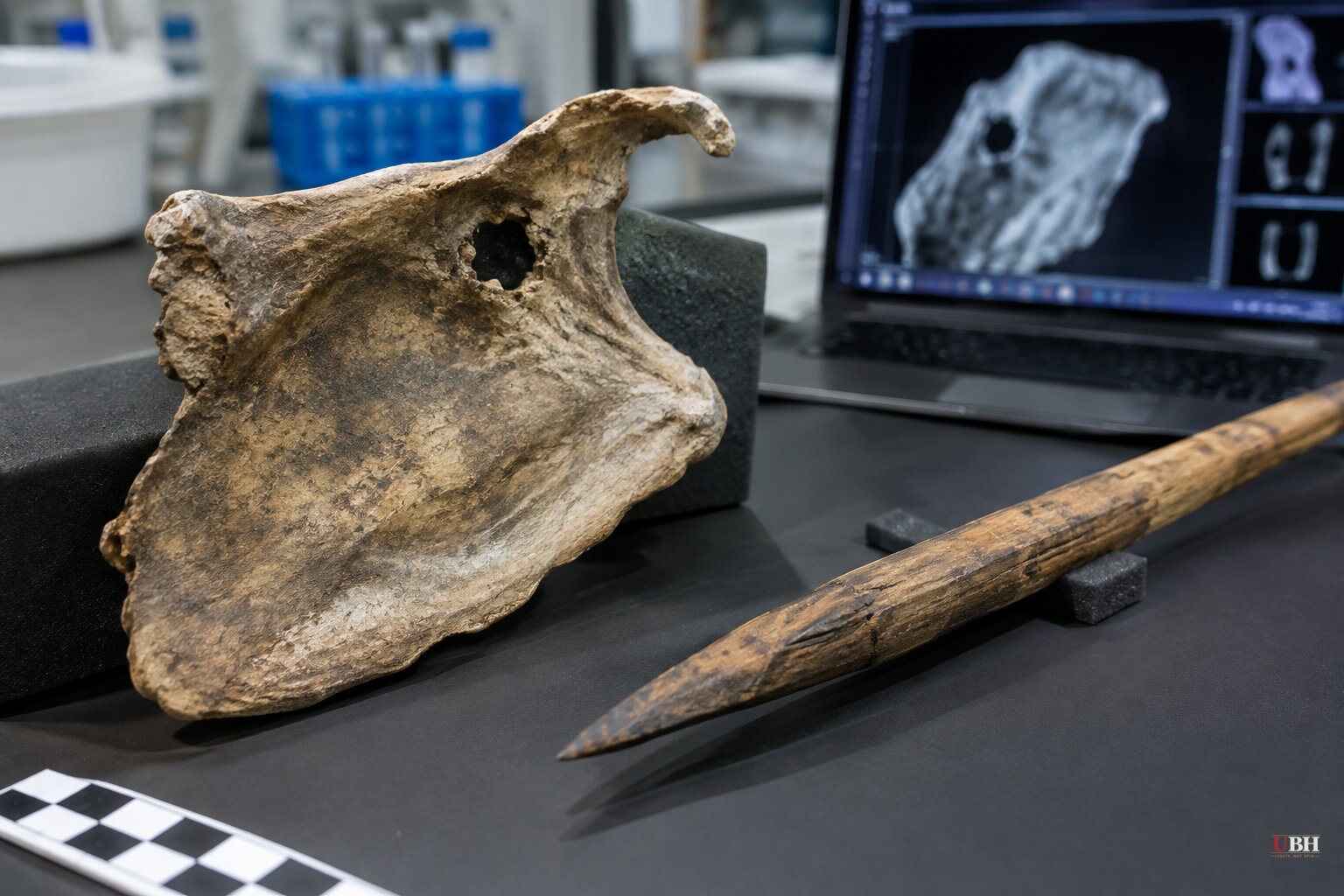 Cambridge Team Links 15mm Hole in 75,000-Year-Old Neanderthal Shoulder Blade to Wooden Spear