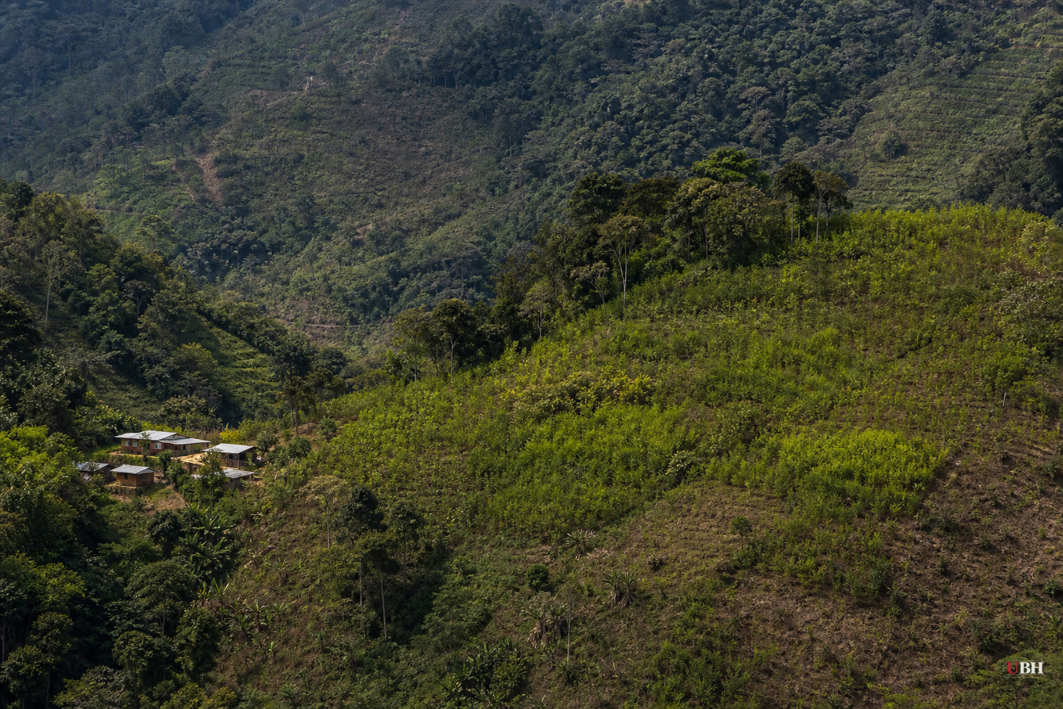 Colombia's Coca Substitution Program Failed. Farmers Went Back to Growing It.