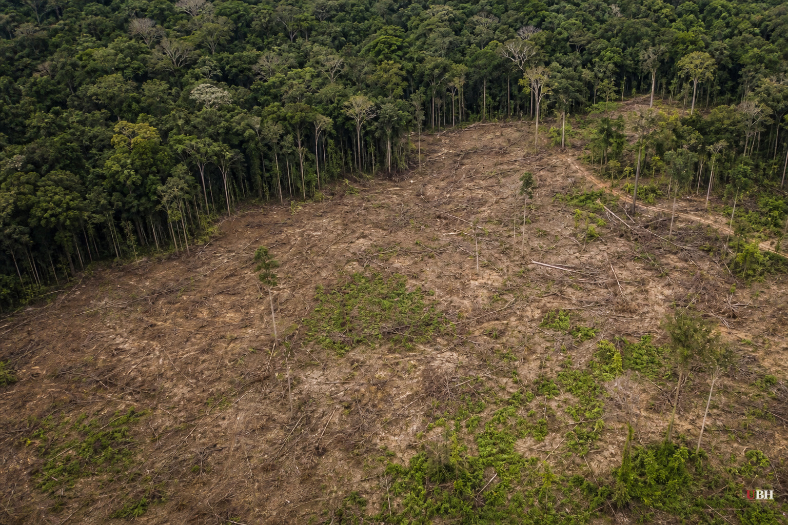 Colombia's Deforestation Rose 5% in 2025, Amazon Loss Stays High