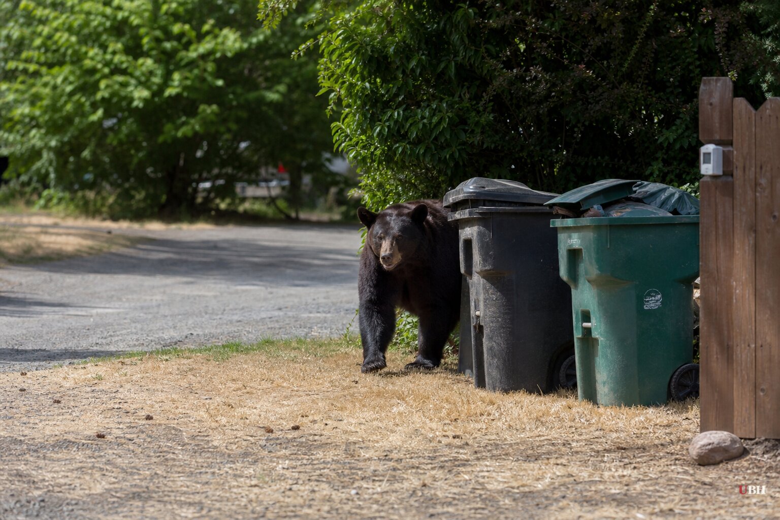 Colorado Bear Sightings Top 7,000 in 2026, Smashing the 2019 Record as Drought Empties the Woods