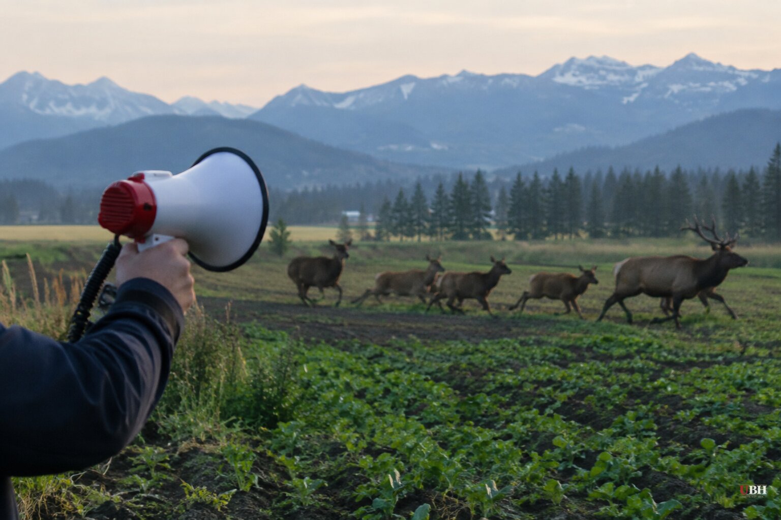 Deer and Elk Fled Human Shouts 64% of the Time, Then Stopped Caring, British Columbia Study Finds