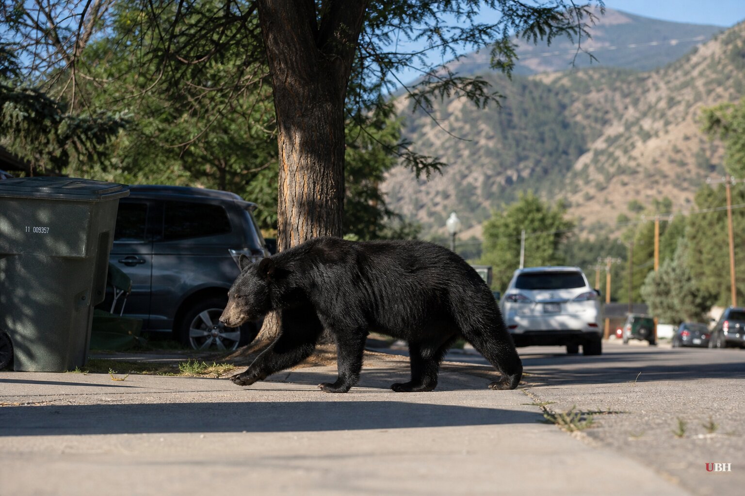 Drought Pushes Record Numbers of Bears Into Colorado, New Mexico and Utah Towns