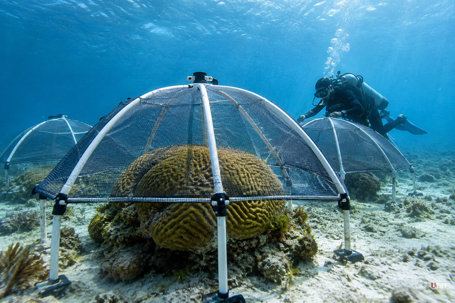 Florida Researchers Shade Coral With Underwater Umbrellas, Cutting Bleaching During Record Heat