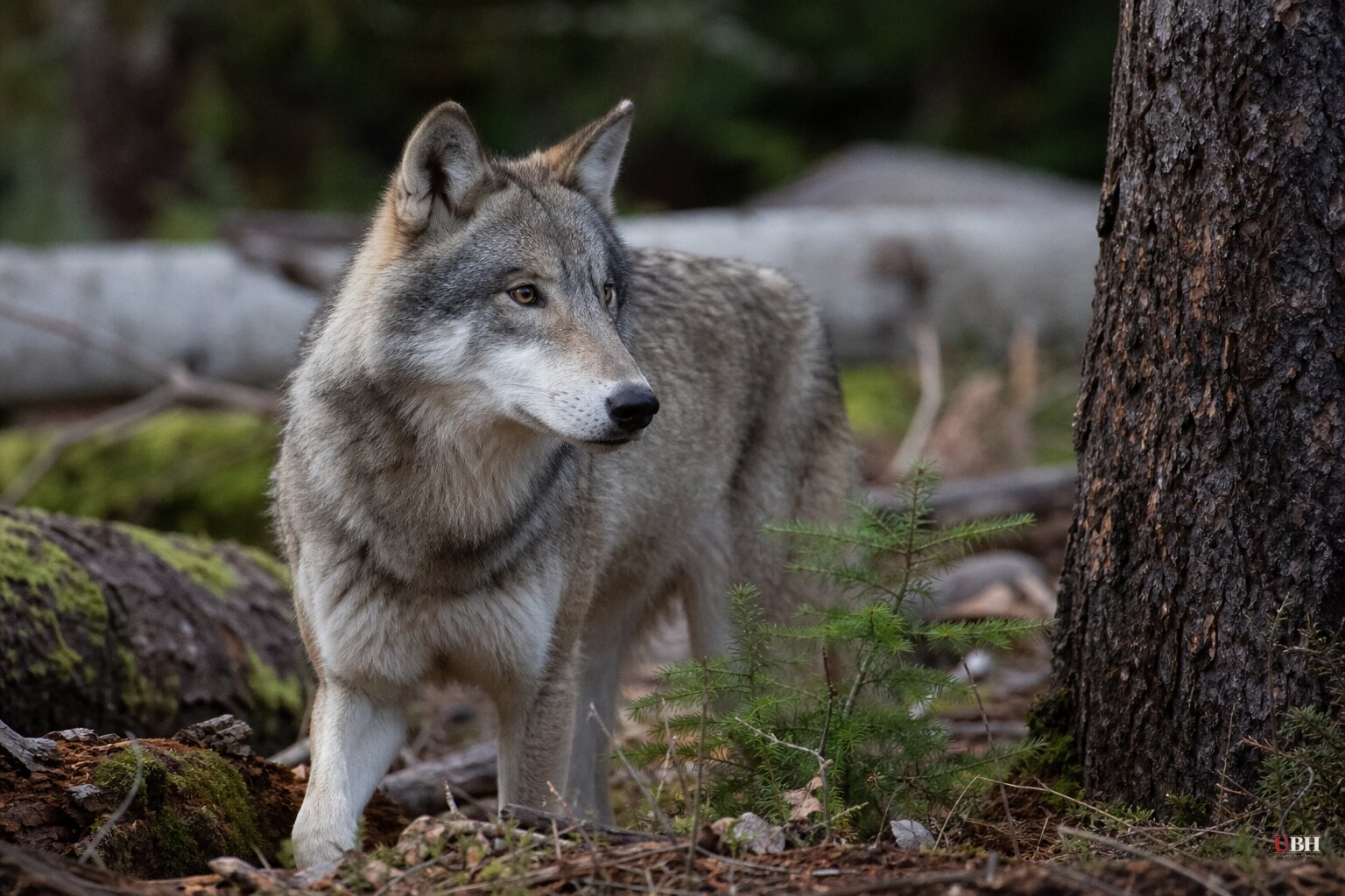 Gray Wolf Confirmed West of I-5 in Lake County, First Modern Sighting in That Habitat