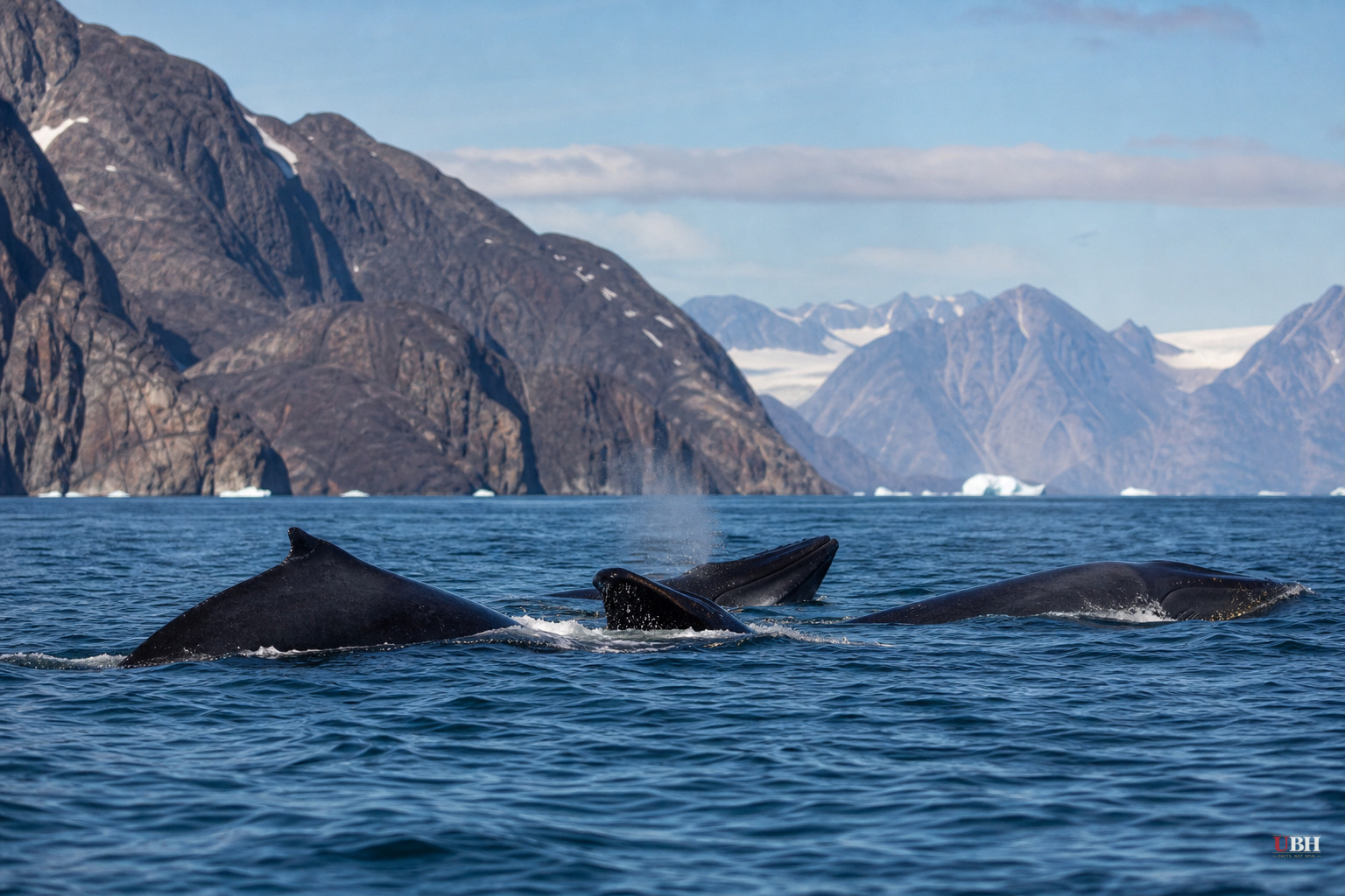 Humpback and Fin Whale Sightings Off East Greenland Jump From Zero to Over 150 a Year as Sea Ice Retreats