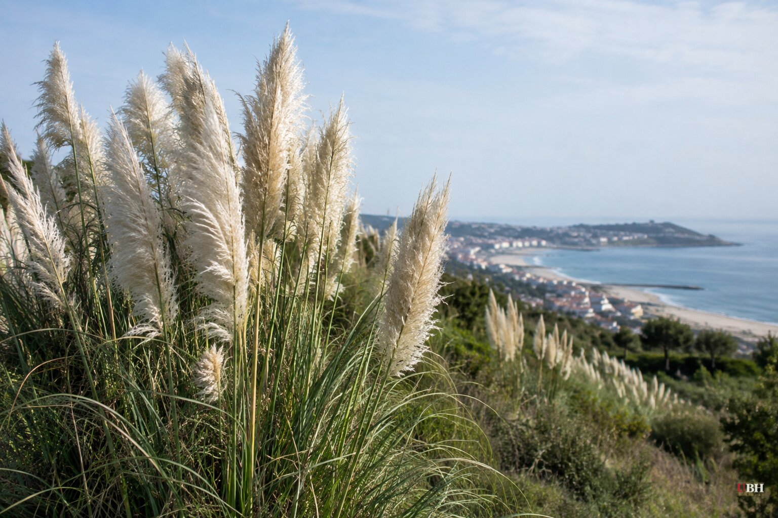 Invasive Pampas Grass Found in 208 Portuguese Municipalities, Experts Say It's Lengthening Allergy Season