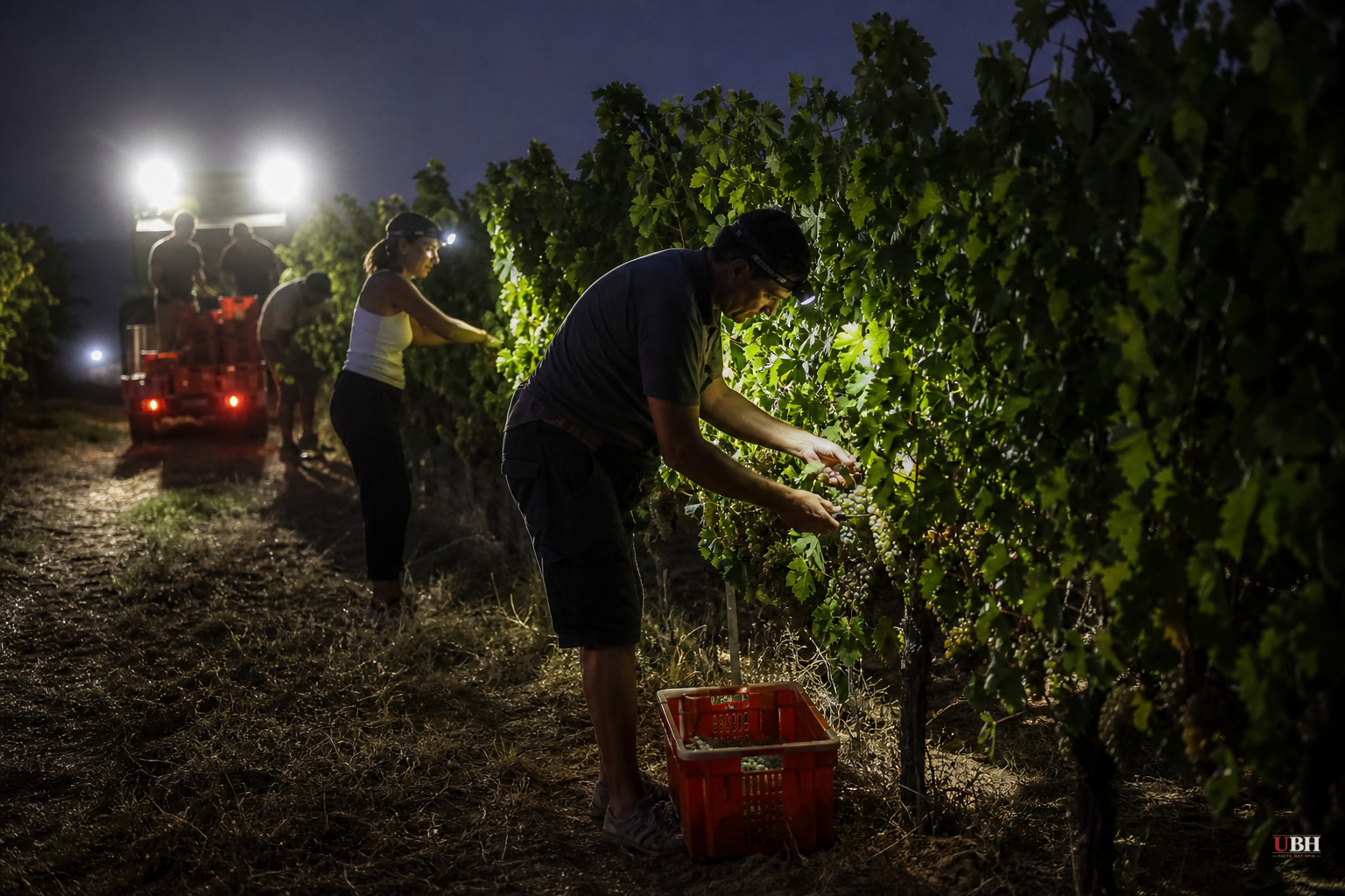 Italy's Grape Harvest Starts 10 Days Early as Growers Race Record Heat