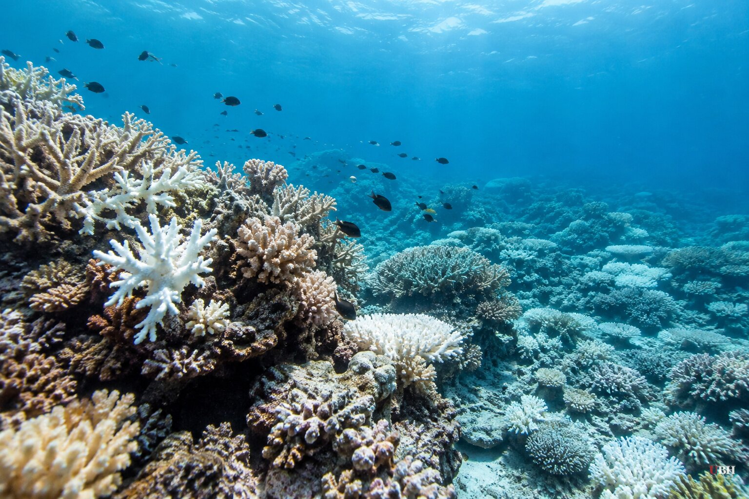 IUCN Rates 96% of Shallow-Water Coral Reef Ecosystems Critically Endangered Under Projected Warming