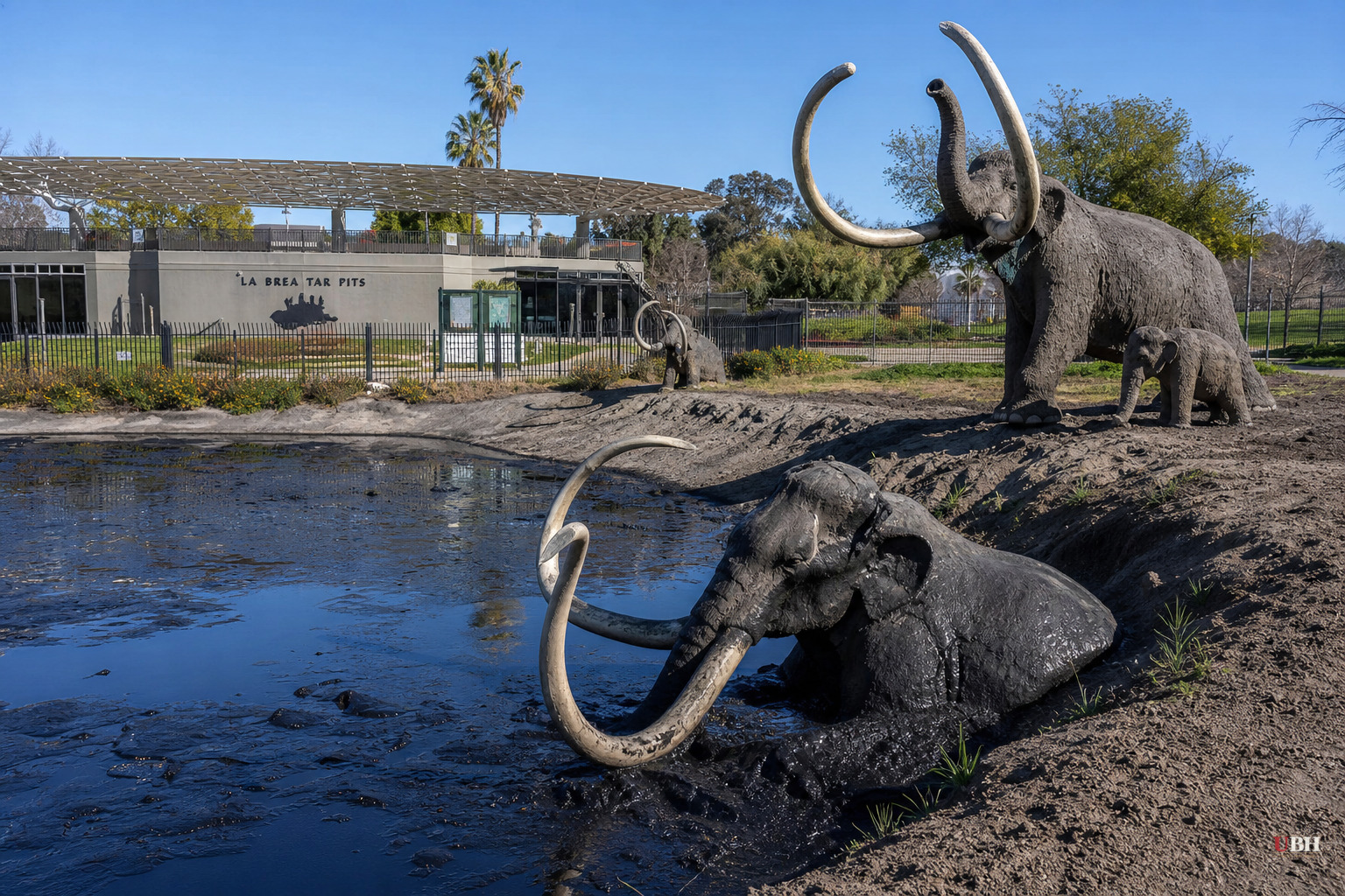 New Extinct Toad Species Found in a 1929 La Brea Tar Pits Fossil Drawer