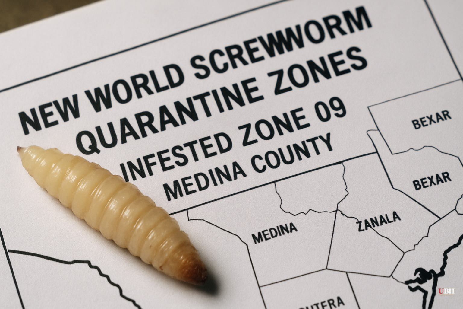 New World Screwworm Cases in the U.S. Reach 20, All But One in Texas as Medina County Joins Quarantine Zones