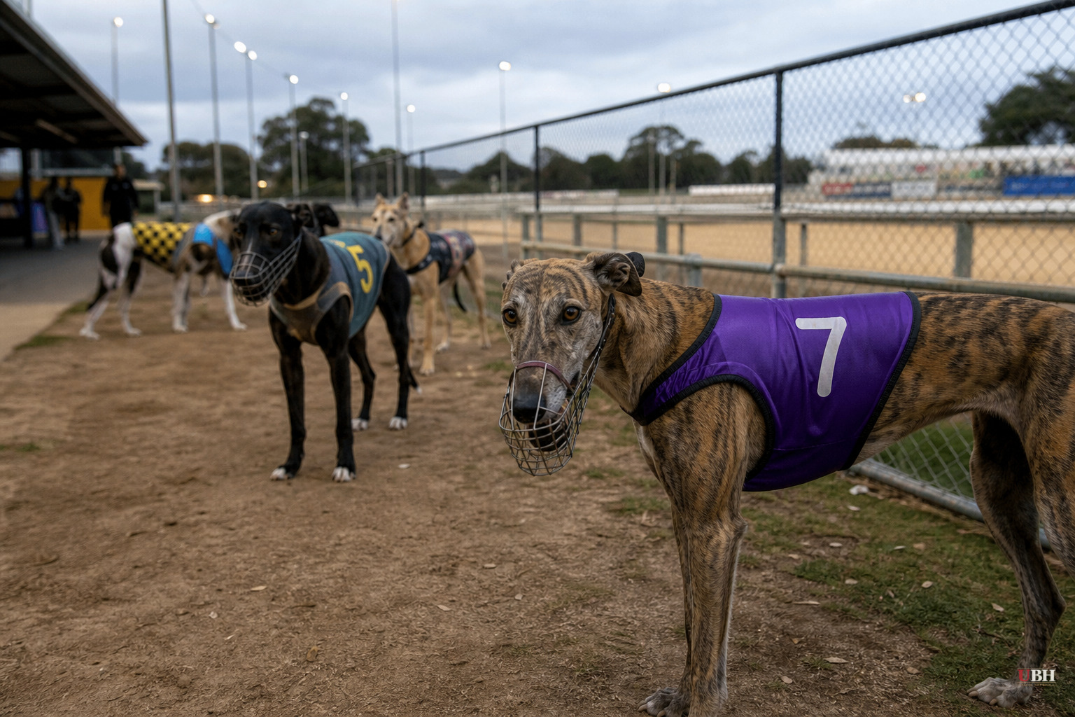 New Zealand Ends Commercial Greyhound Racing After 78 Years, 1,400 Dogs Need New Homes