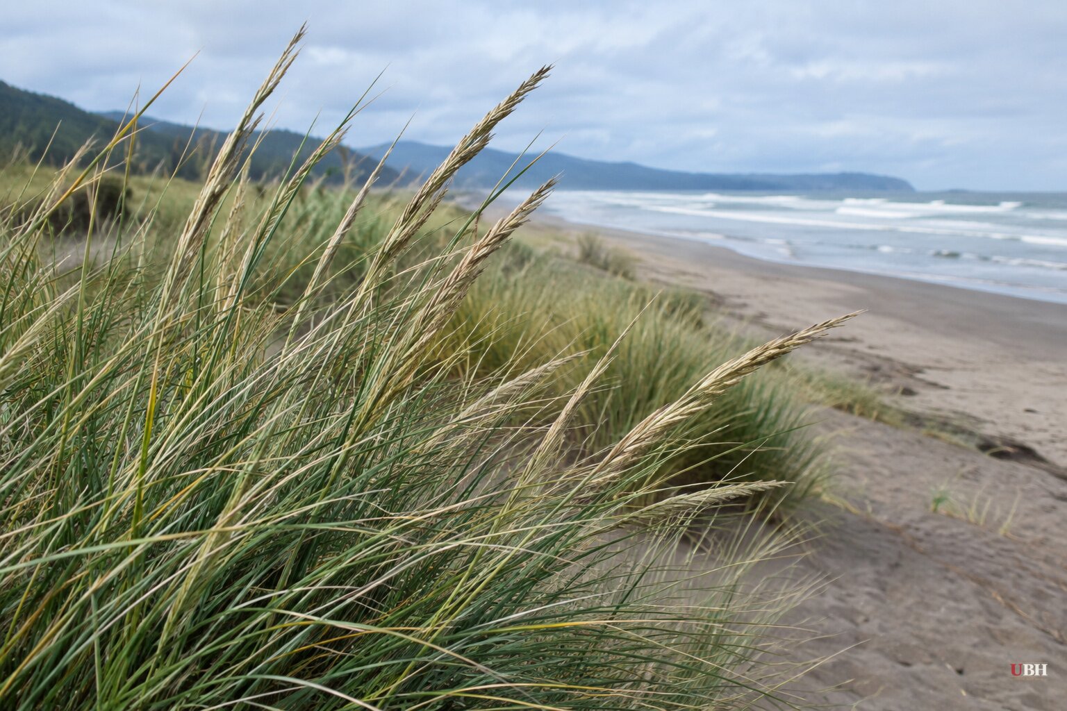 Oregon Planted European Beachgrass In 1910. It Fixed Shifting Dunes, Then Took Over The Coast.