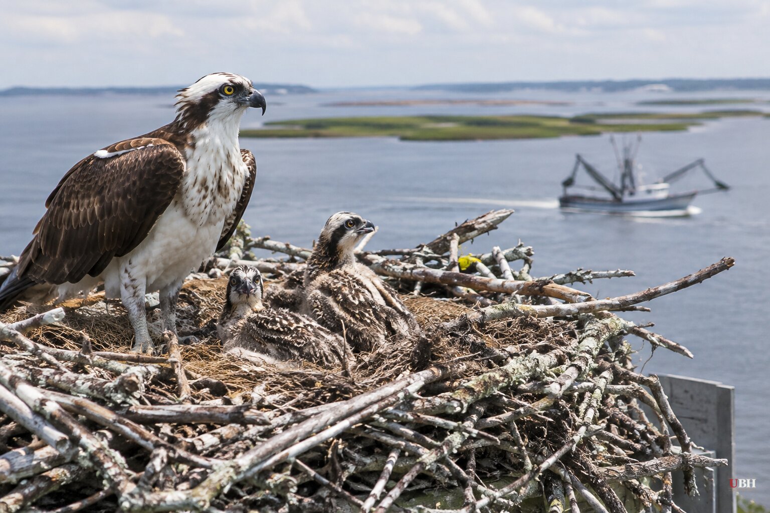 Osprey Nesting Failures Hit Record Lows on the Chesapeake and Jersey Shore, Scientists Point to Menhaden Shortage
