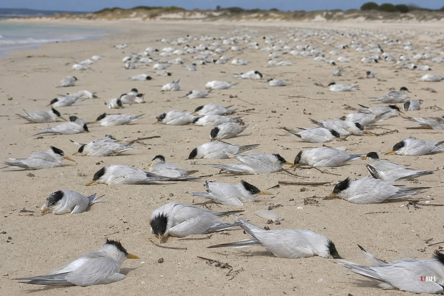 Over 1,000 Birds Dead in South Australia as Bird Flu Spreads Inland, No Poultry or Livestock Cases Yet