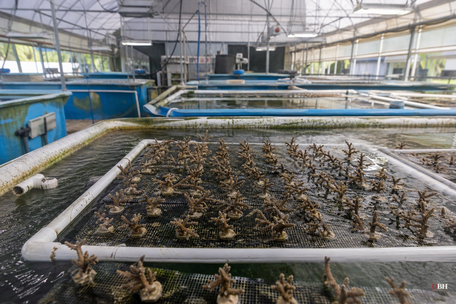 Record Ocean Heat Hits 21.1°C as Scientists Test 'Super Coral' Against Rising Temperatures