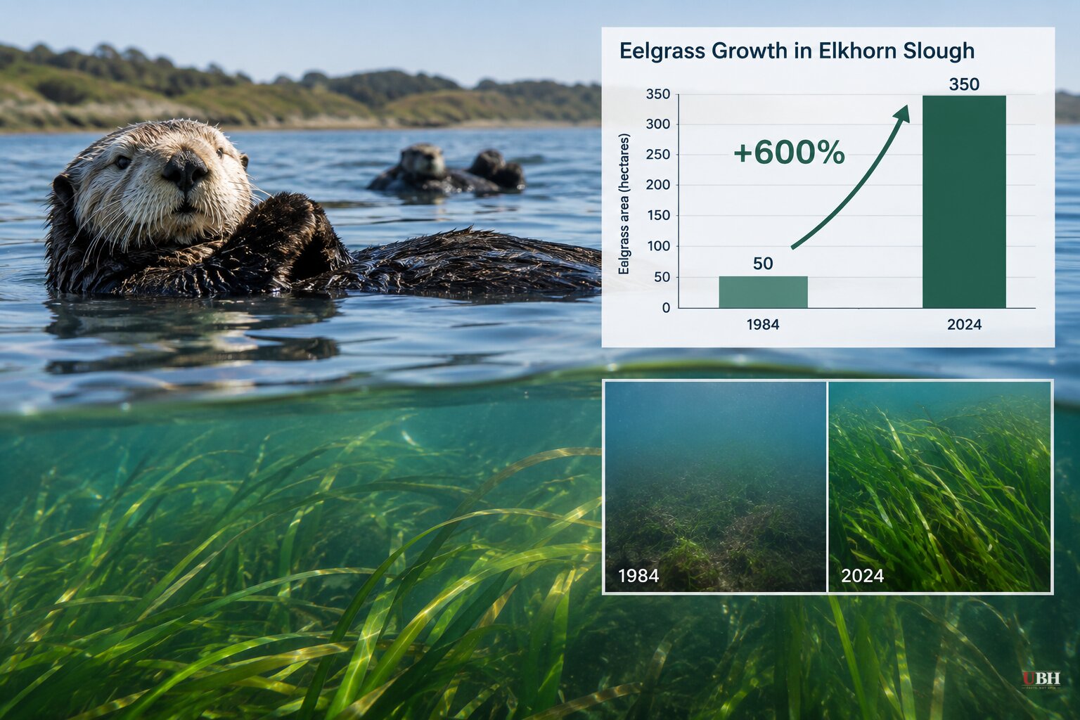 Sea Otters Returned to a California Estuary in 1984. Eelgrass There Has Grown 600% Since
