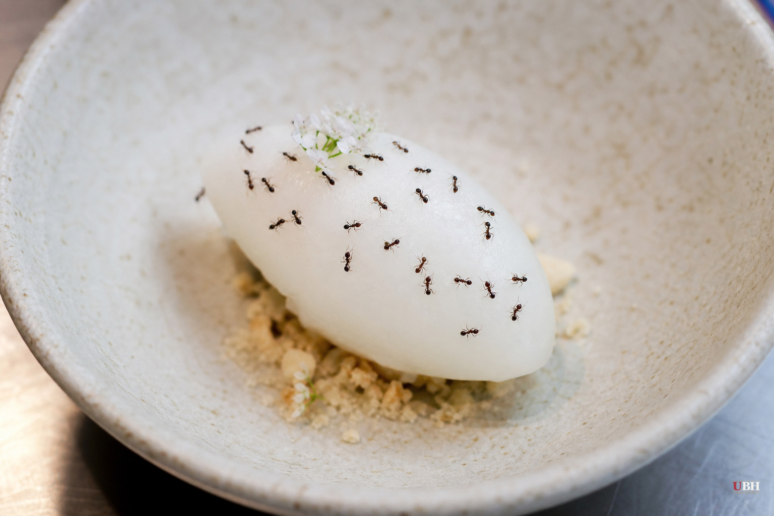 Seoul Chef Faces Jail for Serving Ants Not Approved Under South Korean Food Law