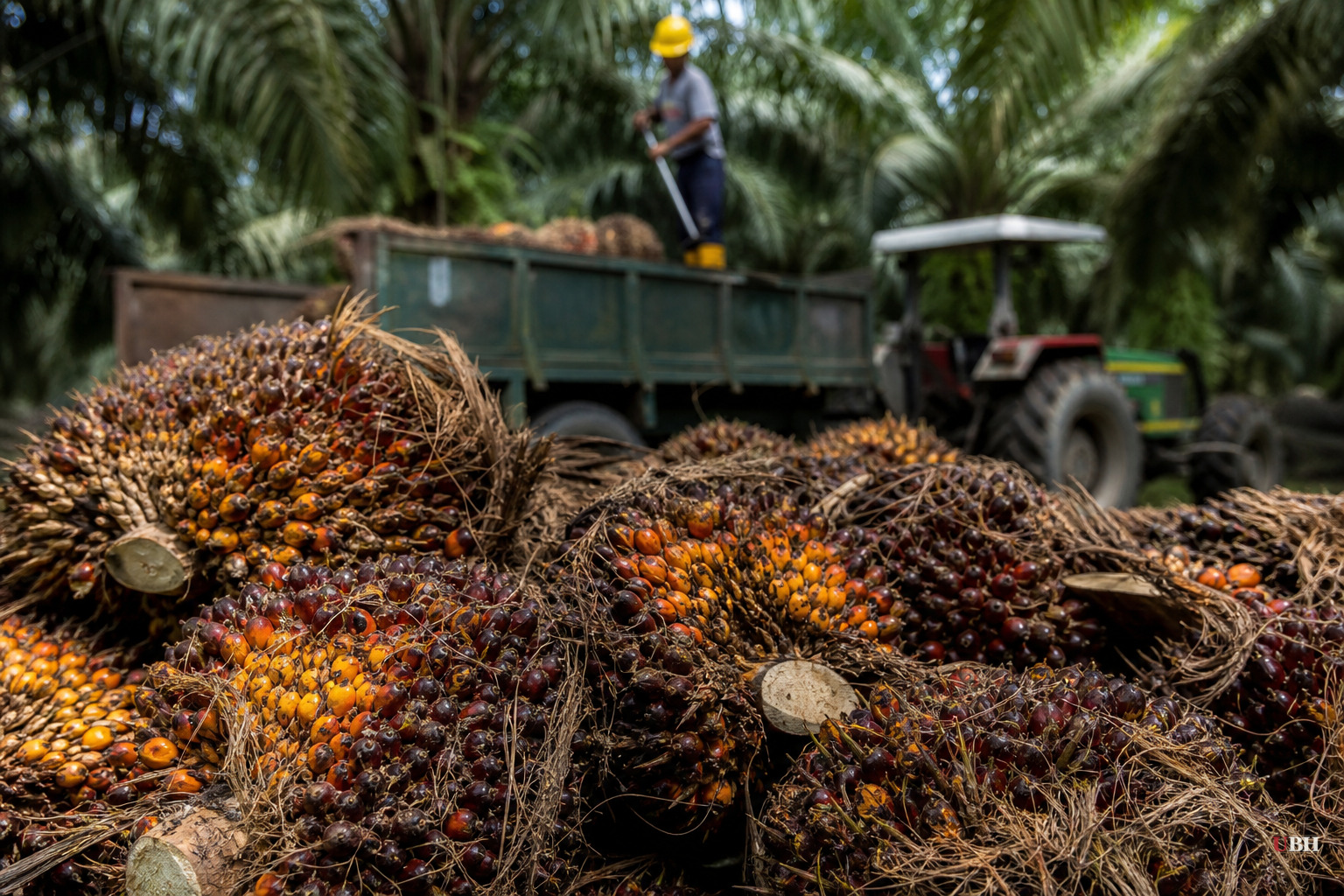 Strait of Hormuz Standoff and El Nino Fears Push Palm Oil to 2026 Highs, Adding to Global Food Costs