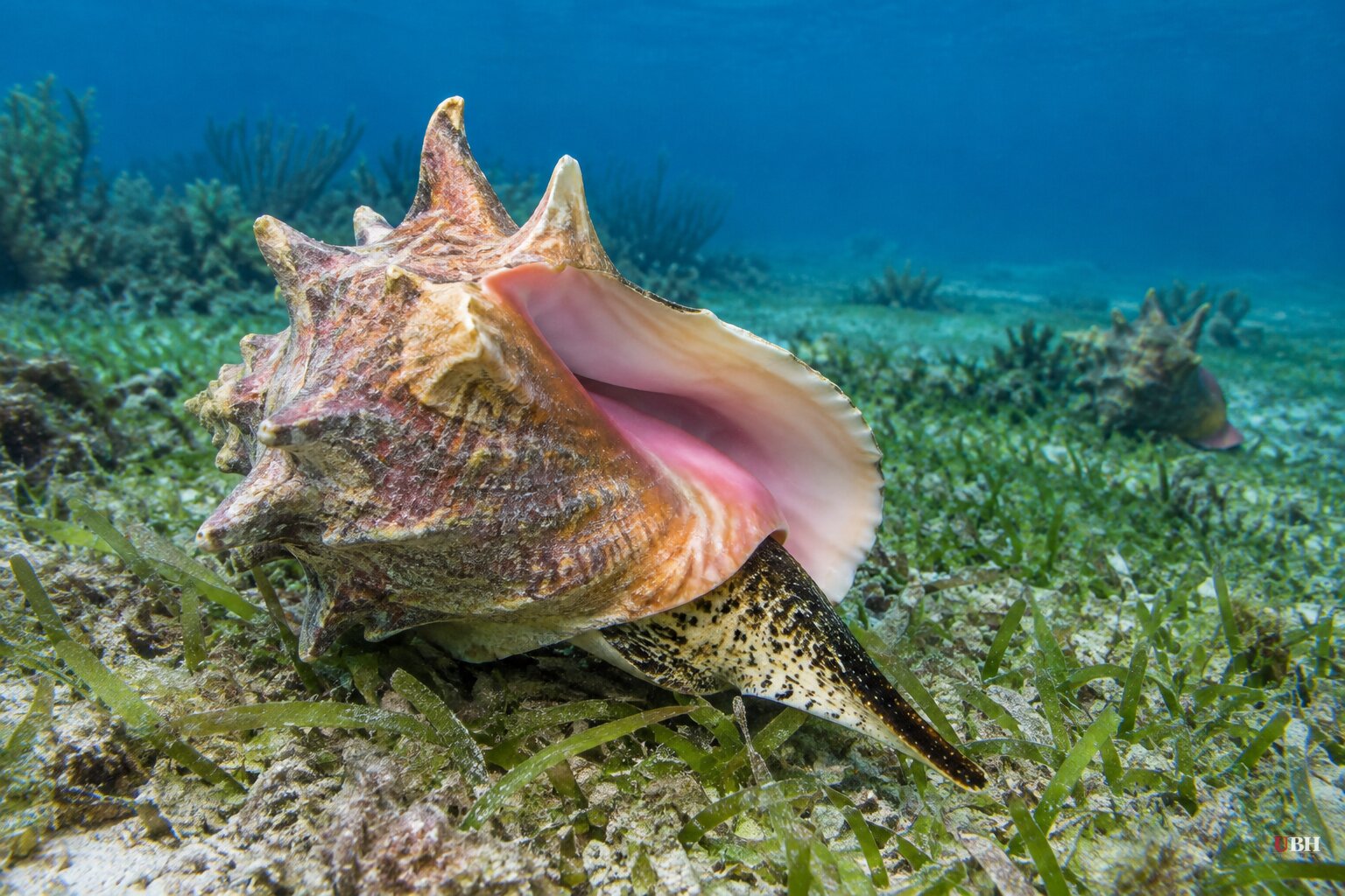 Study: Just 13% of Queen Conch Habitat Sits Inside Protected Zones, and Climate Models Show Rapid Losses by 2040