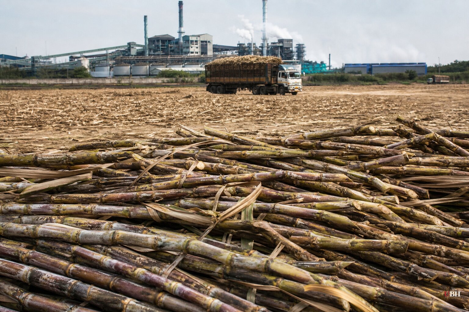 Thailand Sugar Crop Set to Fall Below 10 Million Tons, Adding a Fourth Producer to the Global Squeeze