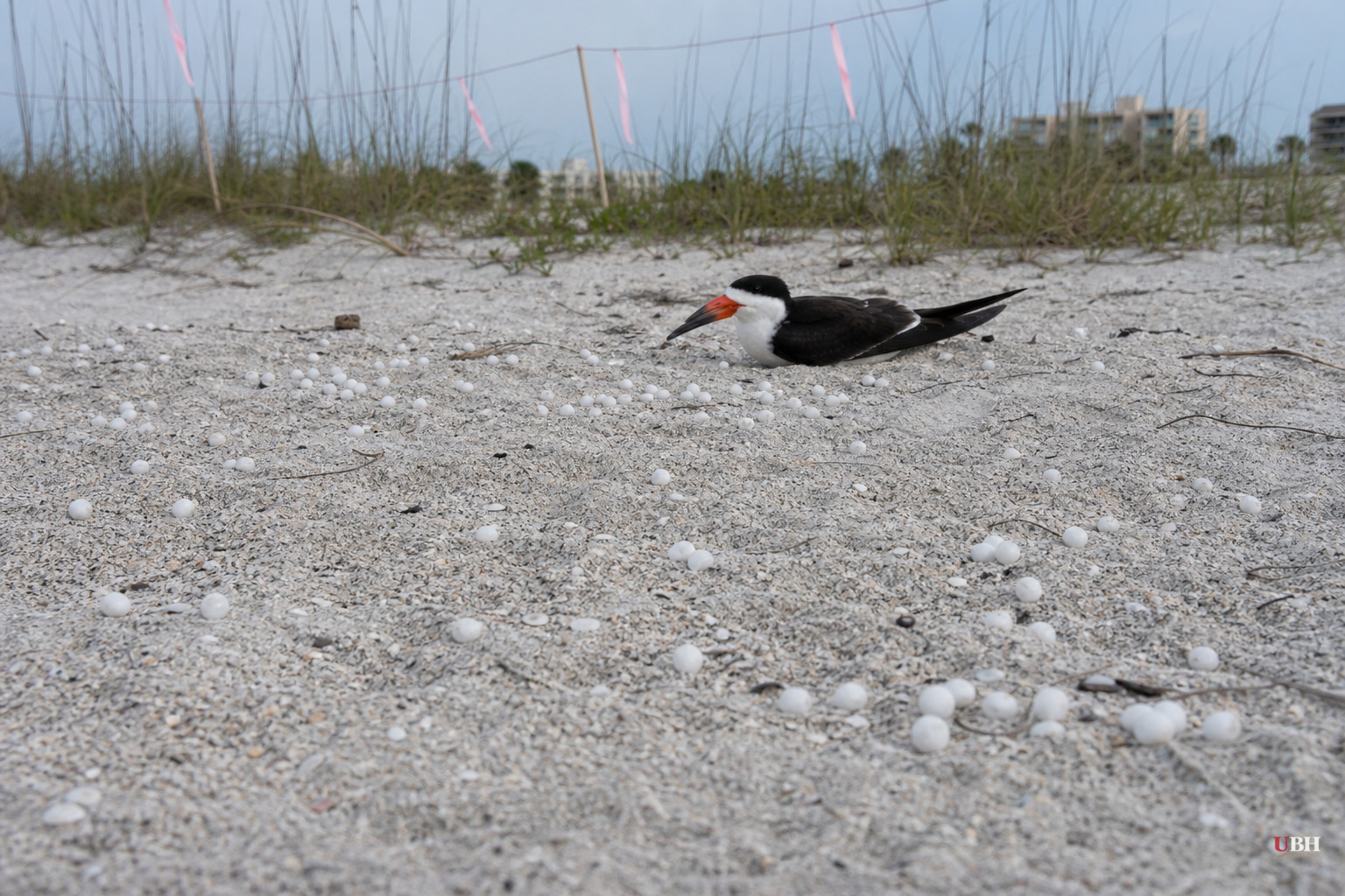 Two Florida Business Owners Charged After 1,500 Mothballs Turn Up on Beach Where Endangered Birds Nest