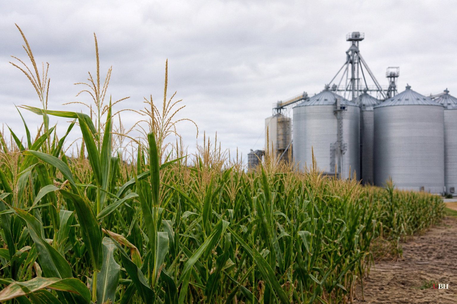 US Corn Crop Rating Drops 4 Points in a Week, Biggest Drop for Late July Since 2007