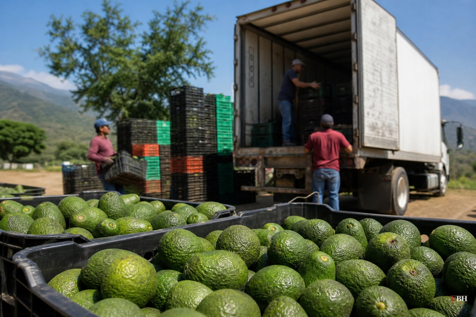 US Lifts Avocado Export Alert After Cartel Threats to Inspectors in Michoacan, Mexico Deploys 1,557 Troops