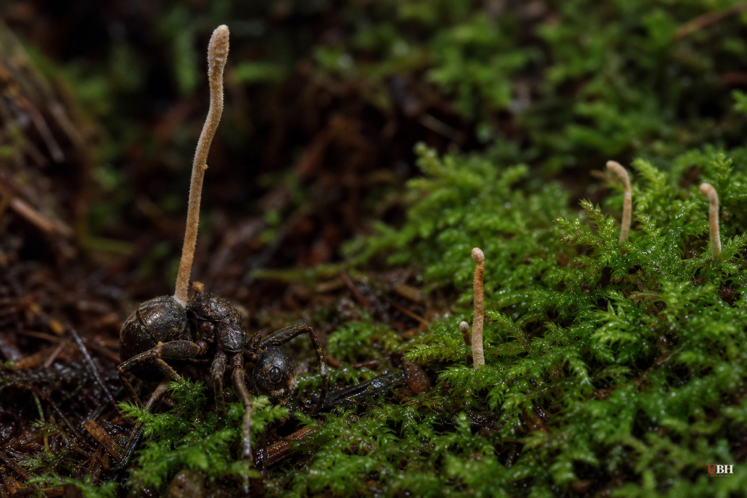 Zombie-Ant Fungus Found Living in Moss, Not Just Insect Hosts